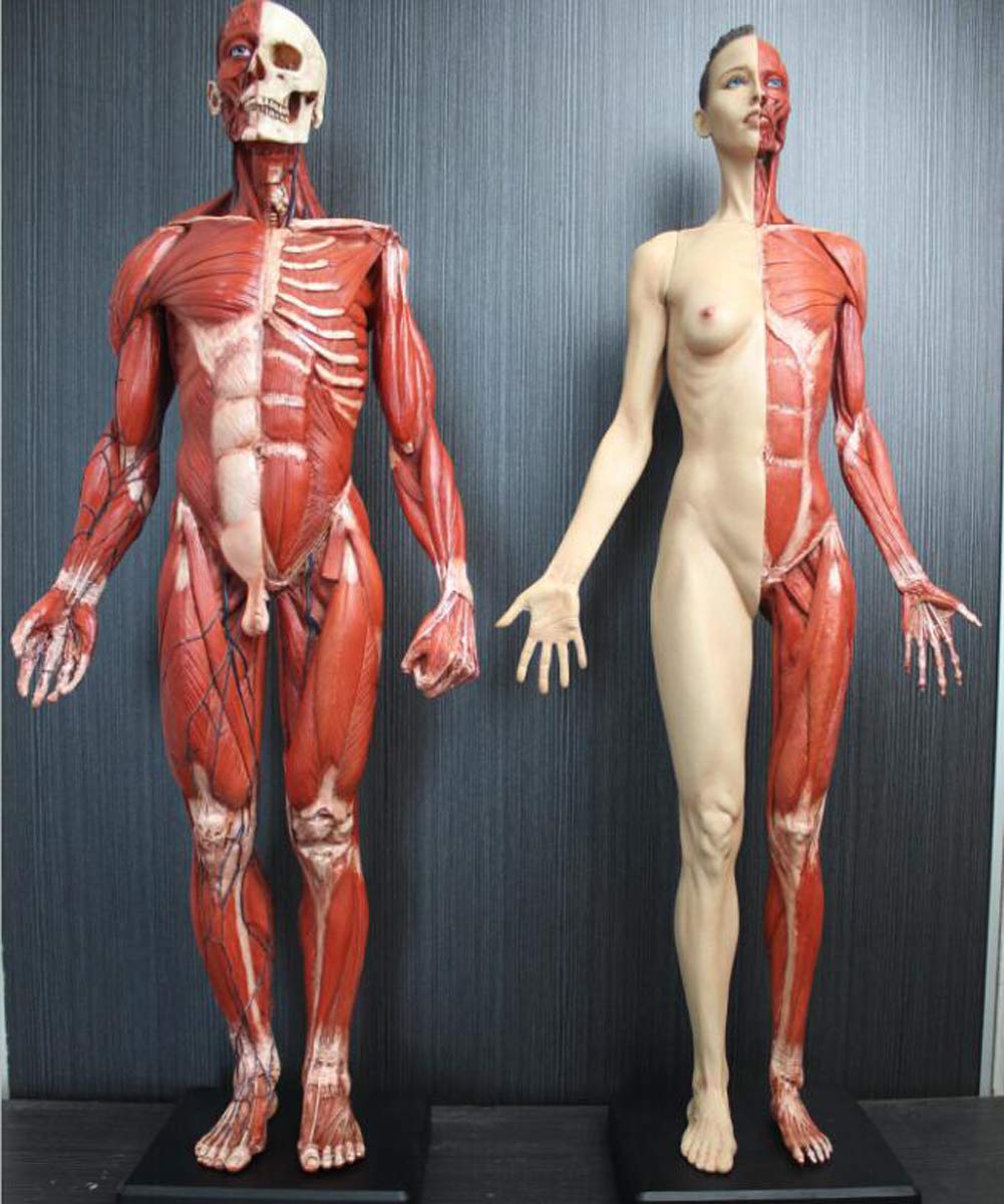 Model organu ludzkiego, Rysunek 2 szt. Model 60 cm Mężczyzna Kobieta Model mięśni Kość - Materiał PU - Lekarz Do Rysownika Artysty, A