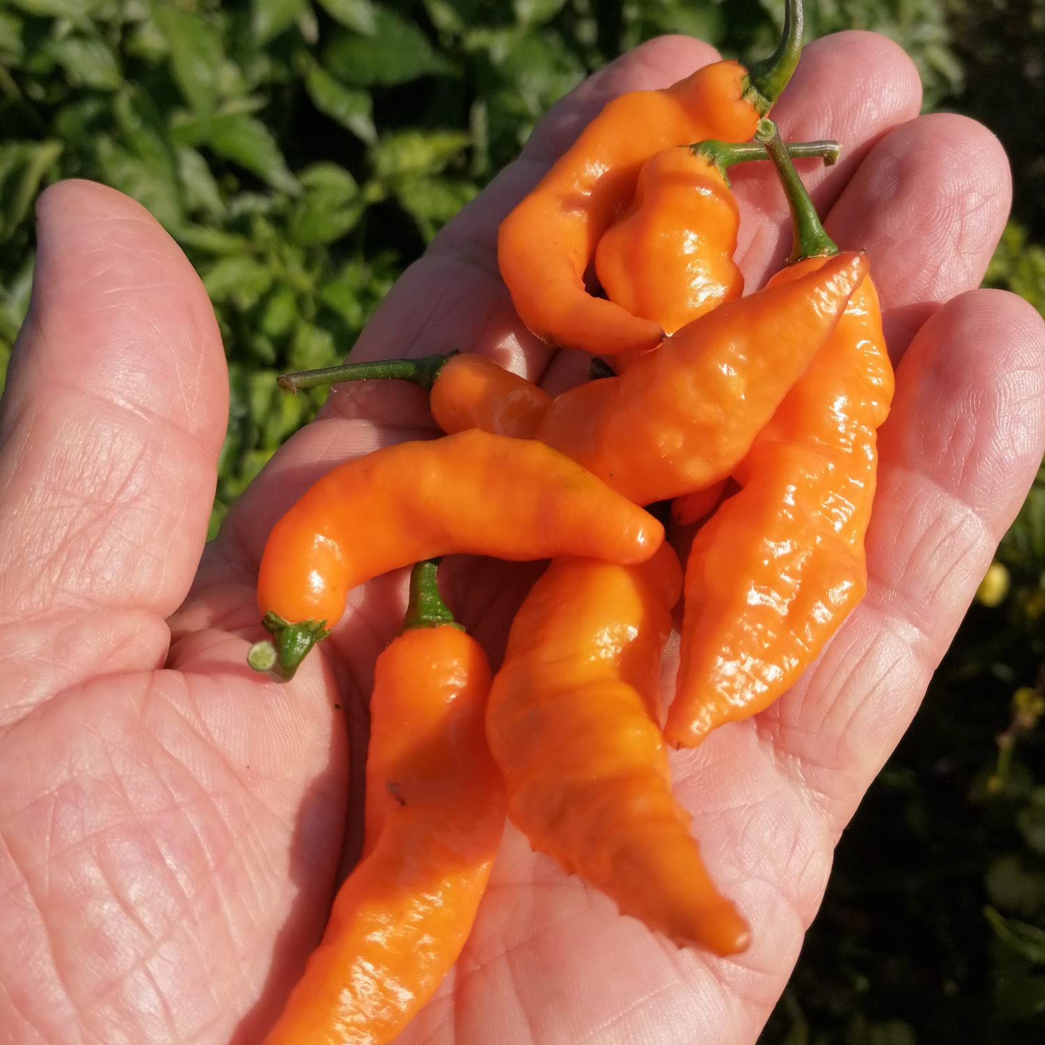 I Piccantissimi - Piment ORANGE TIGER en pot (15 g) - Flocons de piment longue conservation - Piment Habanero cultivé avec respect en Italie (300 000 SHU)