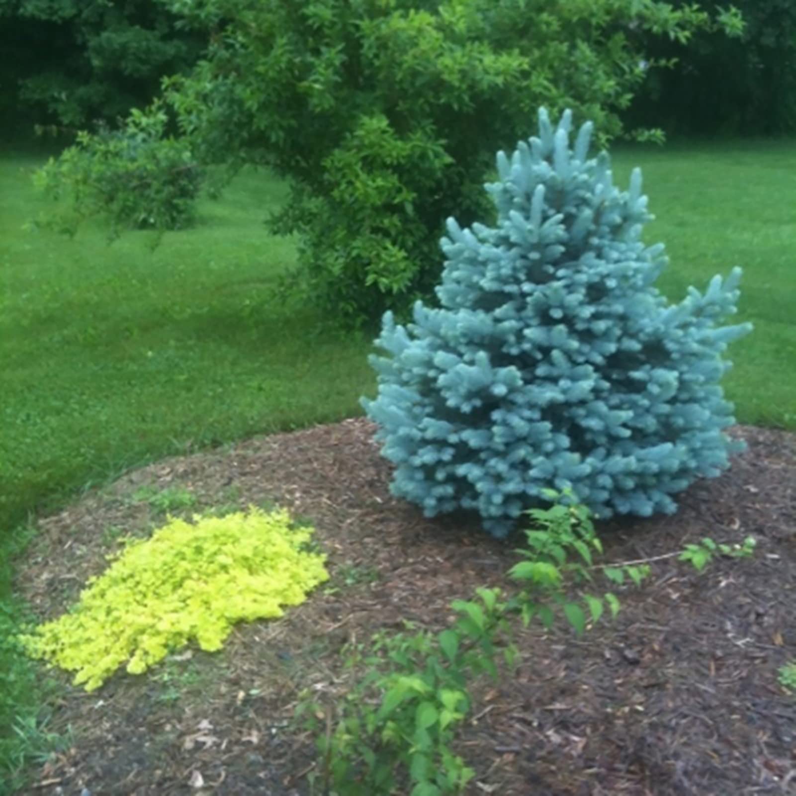 150 unids/bolsa Semillas de abeto azul, Picea Pungens Semillas Prolífico Crecimiento rápido Bonsai Jardín Semillas de abeto azul para el patio Azul