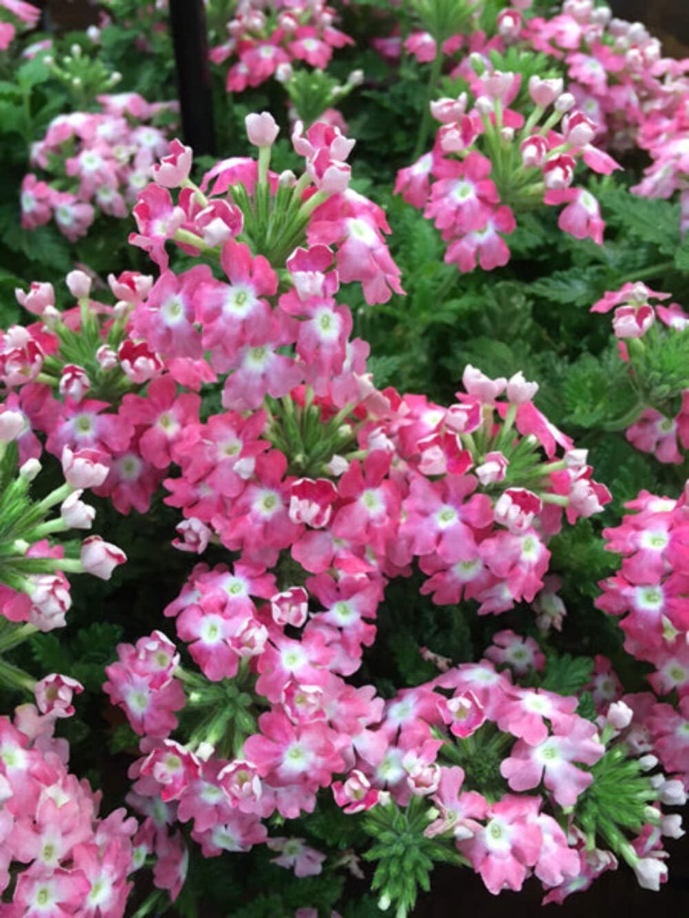 Perennial Farm Marketplace Verbena EnduraScape 'Pink Fizz' (Vervain) Perennial, Size-#1 Container, Pinkish-White Bi-Color Blooms