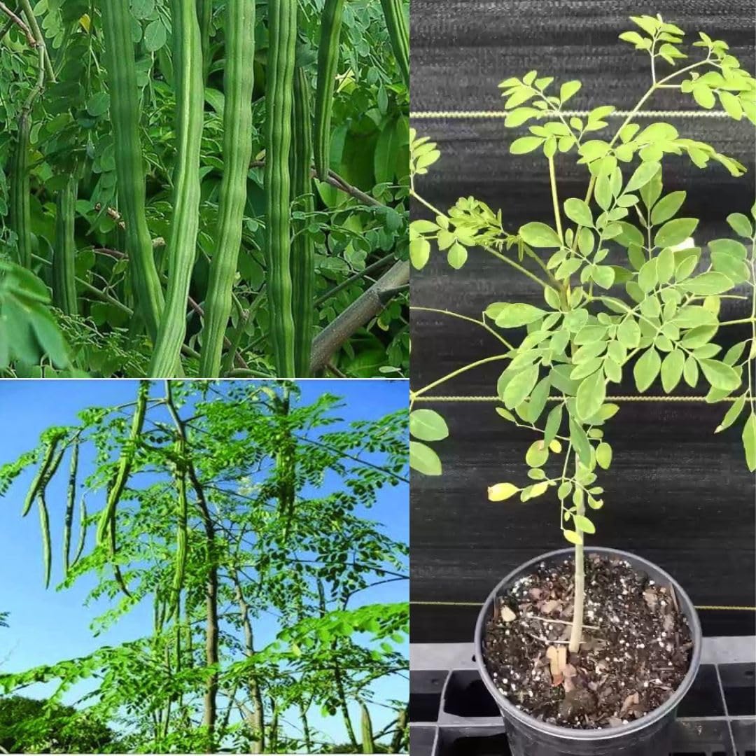 Drumstick & Moringa Hybrid Plant - Grow Your Own! -2 Drumstick & Moringa Hybrid Plant - Grow Your Own! -2