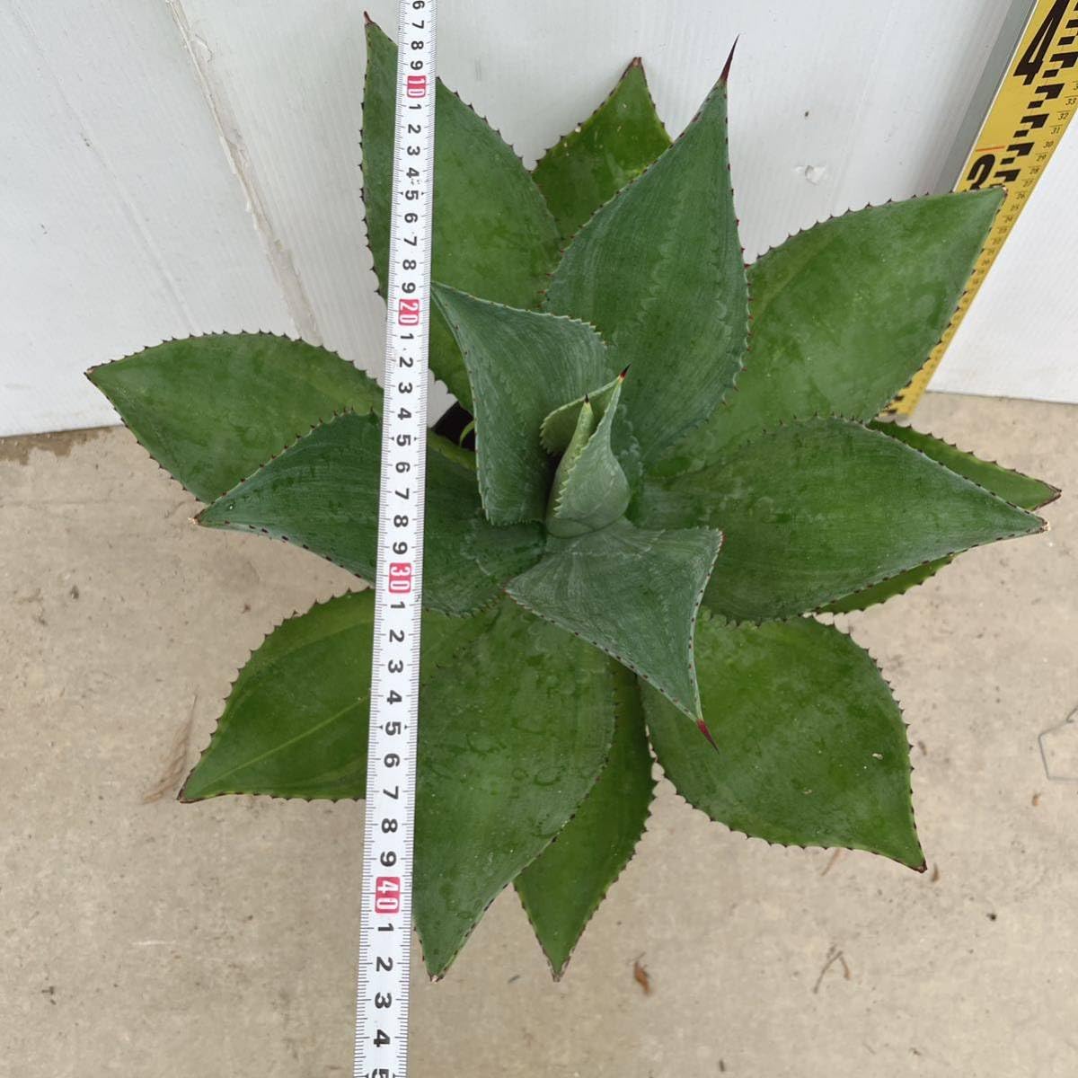 Amazon.co.jp: アガベ ボッテリ 約7号鉢 大型大株 品種レア 覆輪