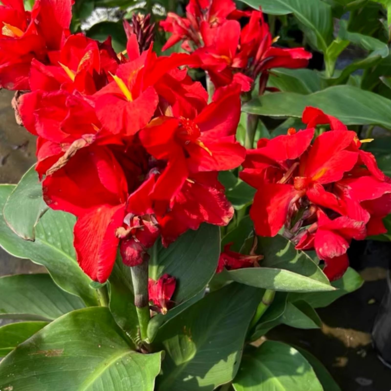 Canna Lily Bulbs for Planting Now UK,Strong Plants that Grow Fast/Golden Jade Carving Feels Wonderful-1 Bulb-I