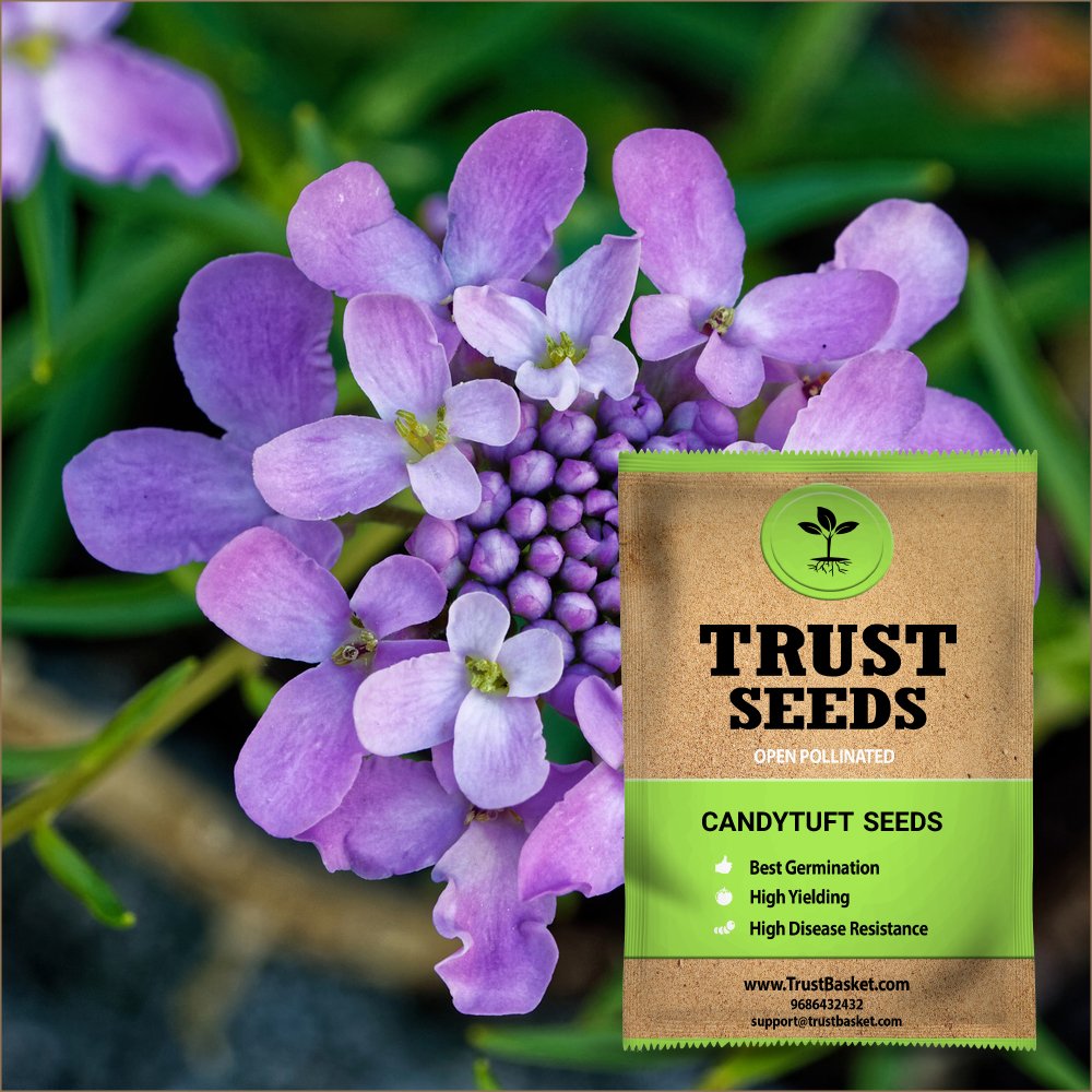 TrustBasket Premium Flower Candytuft Seeds (Open pollinated) | Sow and Grow Fresh Healthy Seed in Your Garden Perfect for Home & Terrace Gardening High Germination Seeds (B07DCSB2XS) Amazon Price History, Amazon Price Tracker
