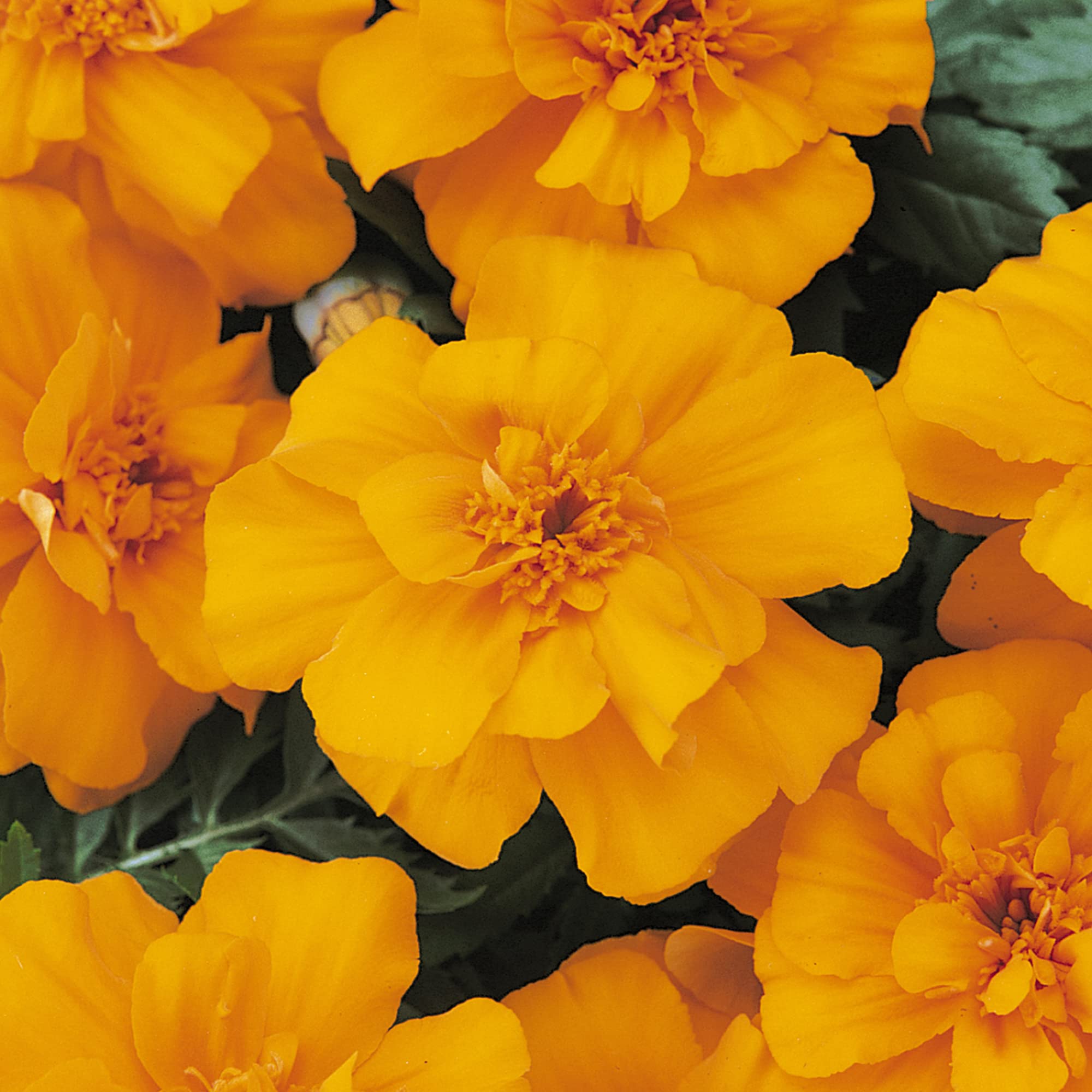 Marigold French Durango Orange | Colourful Flowering Bedding Plants 6 Pack