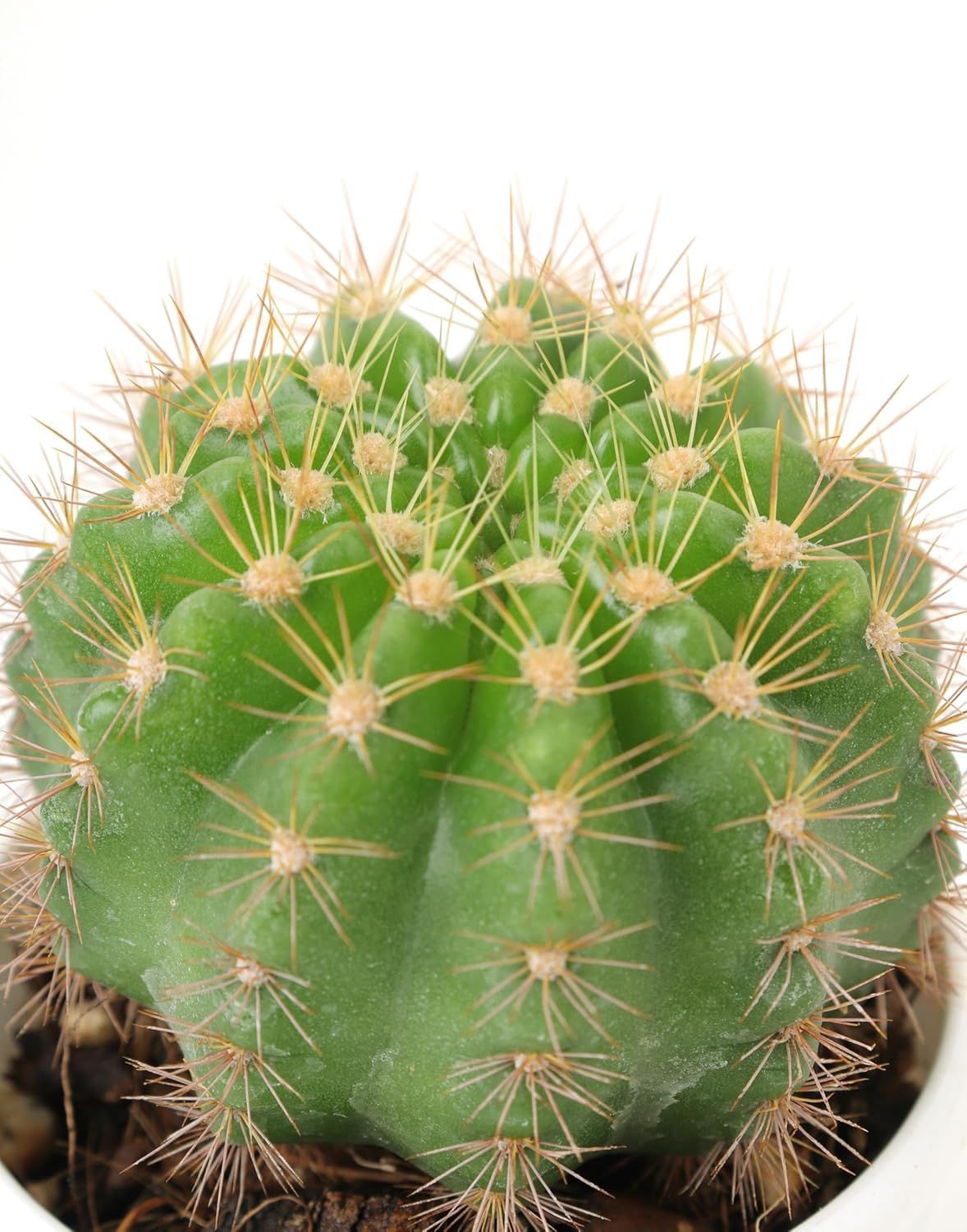 Ball Cactus Plant | Indoor & outdoor Plant | Plant For Home & Garden with Round Plastic white Pot | Suitable For Balcony, living room, windowsills decor | Live Plant With (4 Inch Pot)-image-35