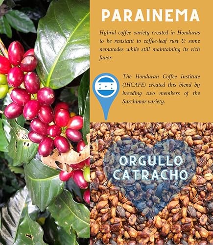 Miniatura 7 de Pino Mountain Coffee Paquete variado de granos de café tostado medio, 36 onzas, 3 bolsas, origen único Honduras, variedad de pacamara, grano entero,