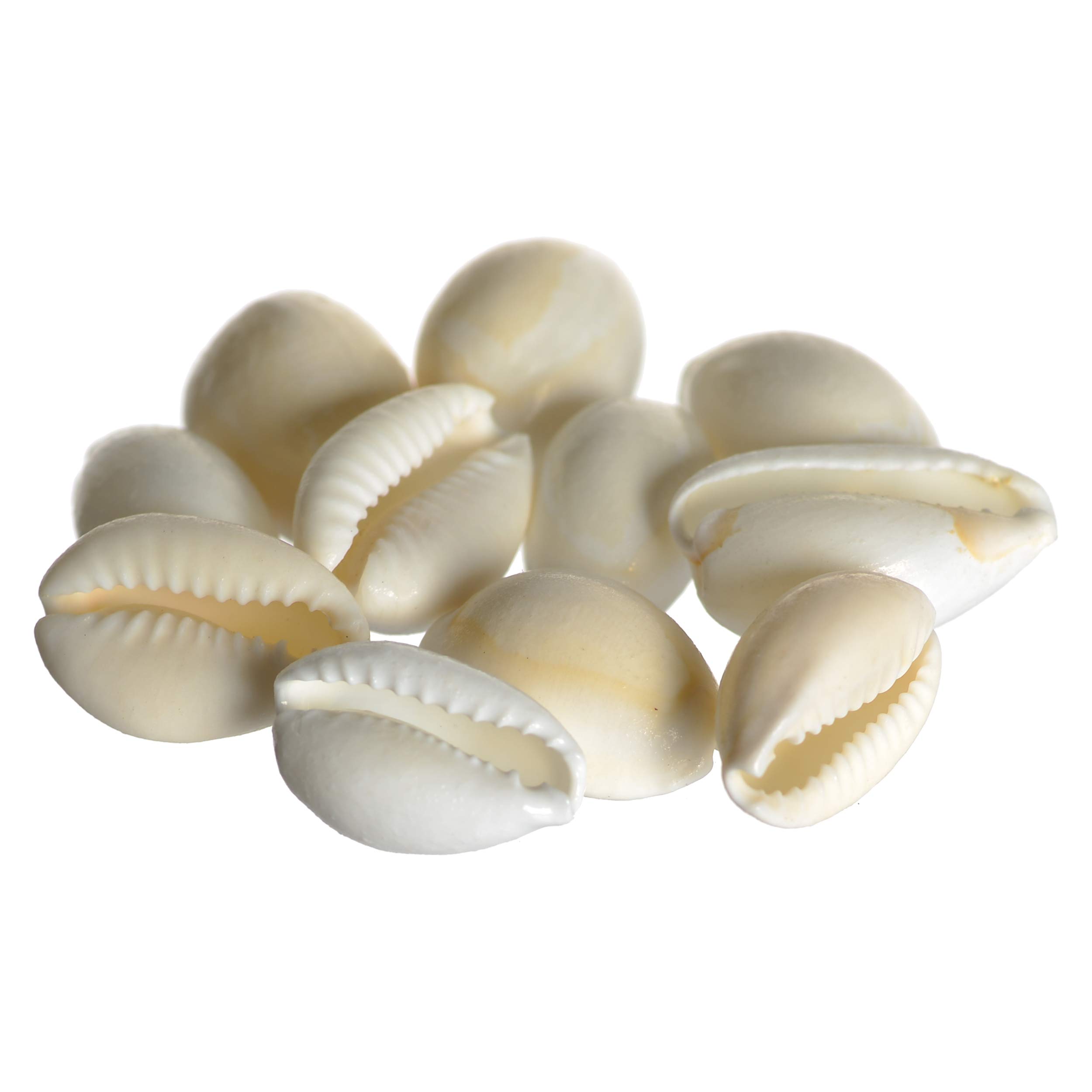 KESAR ZEMS Natural Kodi Shells White - Set of 11 Pieces for Home Décor, Spiritual Pooja & Feng Shui | Positive Energy & Vastu Remedies Decorative Shells for Temple, Living Room & Office Display