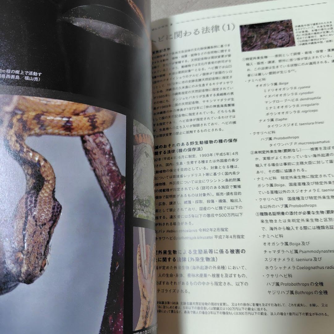 陶芸作家　やきもの　花器　花瓶　白石和宏　娘　白石阿衣 陶芸作家 やきもの 花器 花瓶 白石和宏 娘 白石阿衣