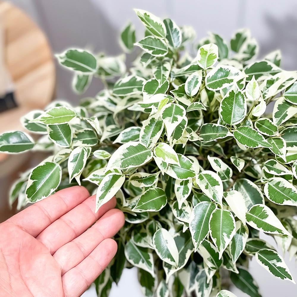 Amazon｜PLANCHU 観葉植物 フィカス ベンジャミン スターライト