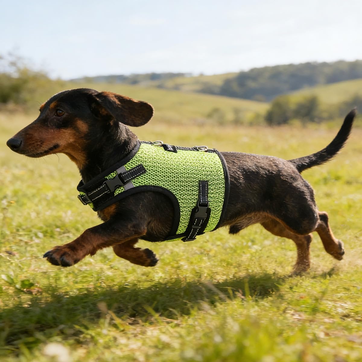 Mini Dachshund Harness – No Armpit Rub, Escape Proof, Reflective, No Pull Vest-Style Dachshunds Harness,Breathable Mesh Dog Harness (Fluorescent Green, XS,Fit Puppy&Rabbit Dachshund)