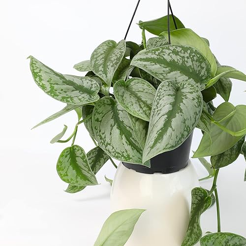 Miniatura 4 de Plantas para Mascotas - Planta de Pothos de Satén Plateado, Planta Colgante de Pothos Plateado, Plantas Vivas de Interior en Cesta Colgante, Plantas