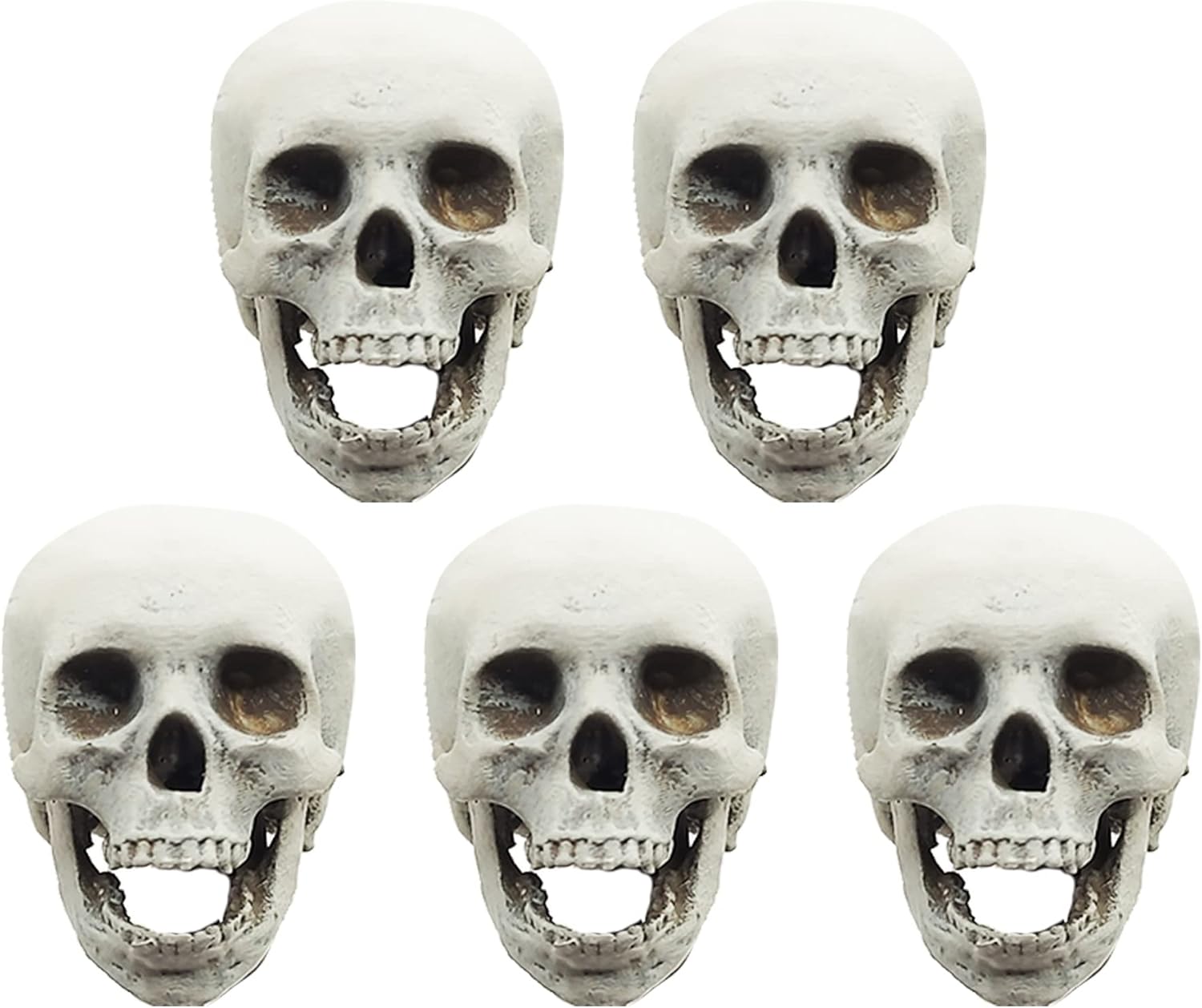 Human Skull Replica 1:12 Scale for use with dollhouse, arts, diy craft projects, home decor (set of 5) (Bone, Open Jaw)