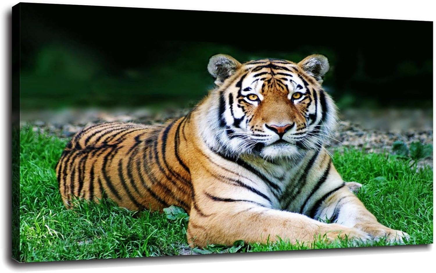 Tiger Pictures Wall Art Animal Poster Canvas Prints Wall
