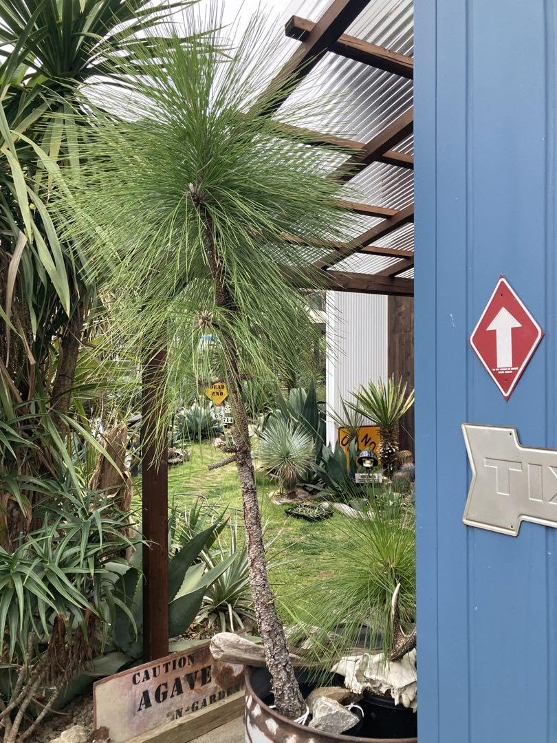 ダイオウショウ松◇ドライガーデン庭木アガベ ユッカロストラータ盆栽ハビタット多肉 ダイオウショウ松◇ドライガーデン庭木アガベ ユッカロストラータ盆栽