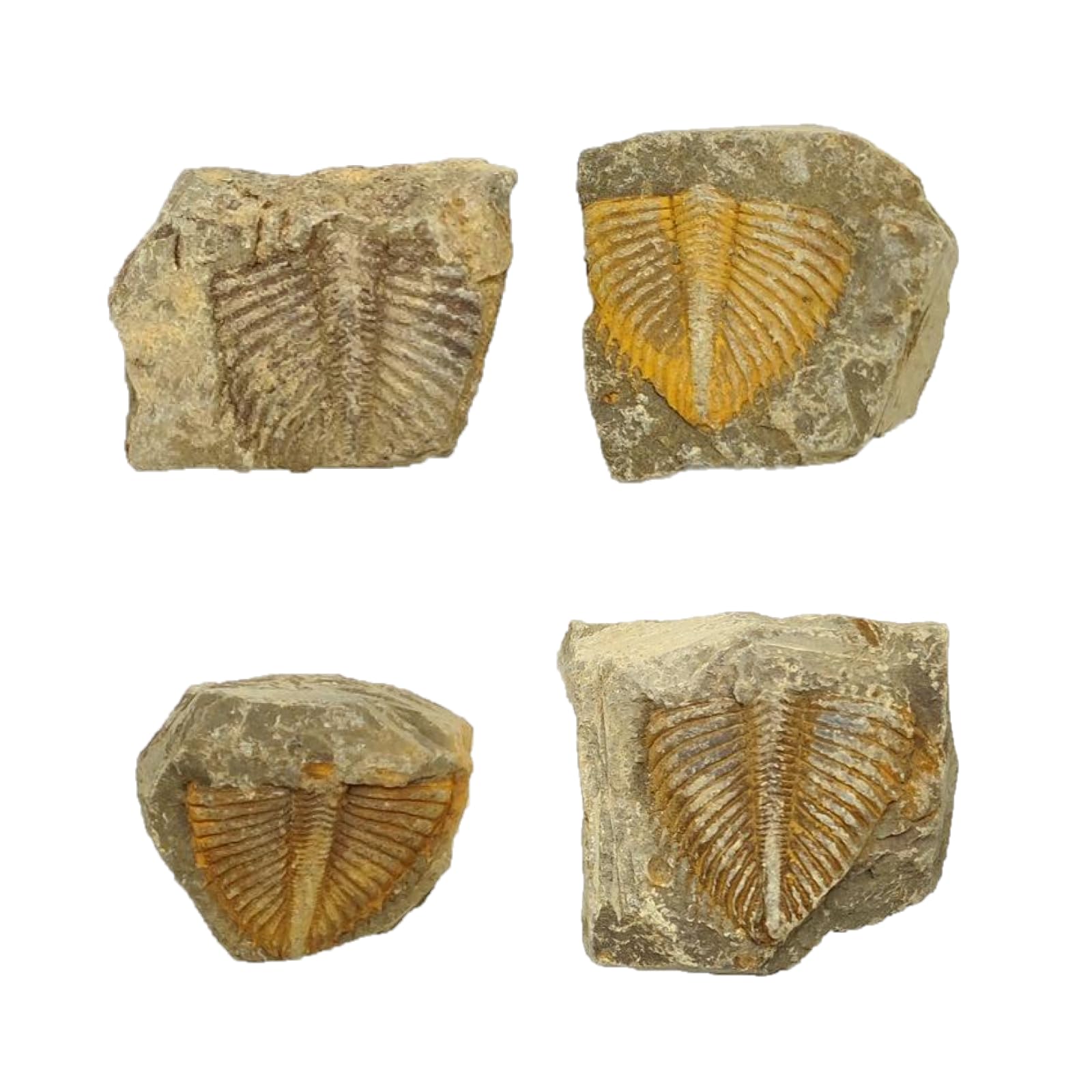GDJCFDC 4 Pcs Trilobite Fossil Real Bugs Tail Fossil Vintage Specimen Decor for Collection and Science Education