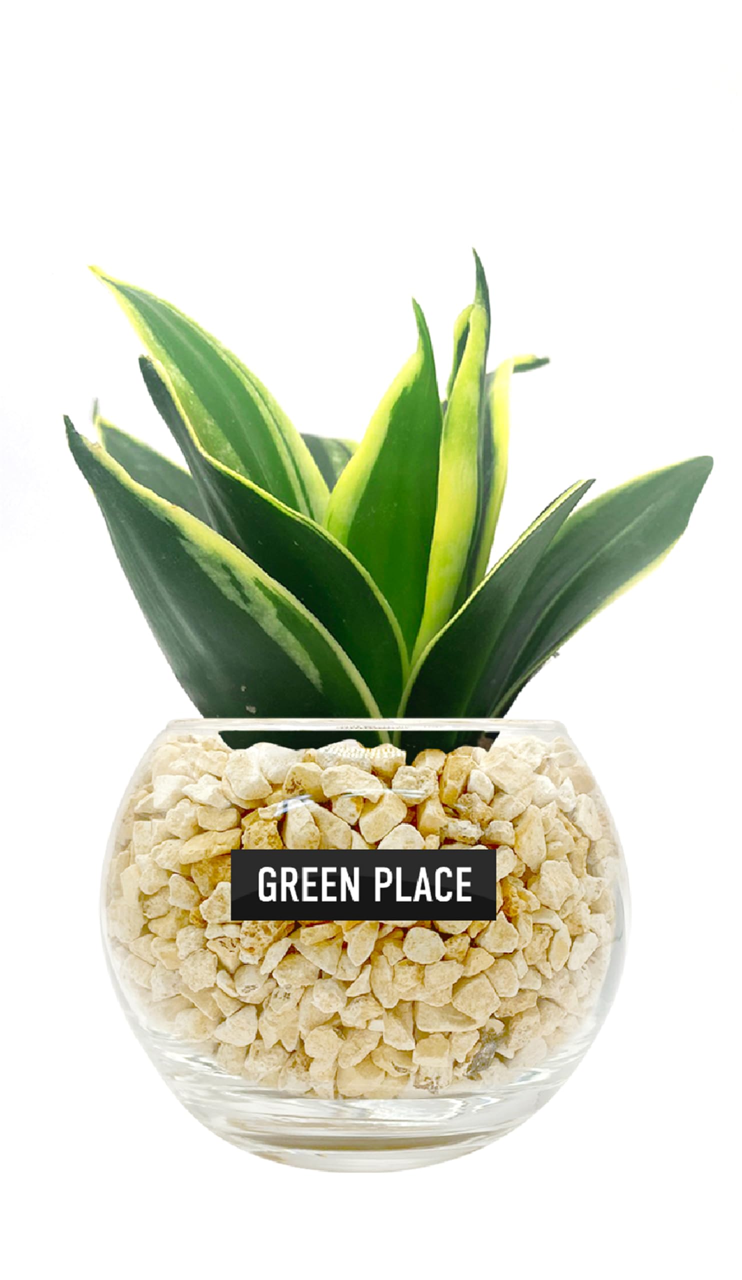 Amazon｜GREEN PLACE サンスベリア ミニ 観葉植物 本物 【鉢