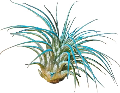 Miniatura 10 de It Blooms Rainforest Grown - Paquete de 3 plantas de aire Ionantha de varios tamaños, Tillandsia viva, de 1 a 3 pulgadas