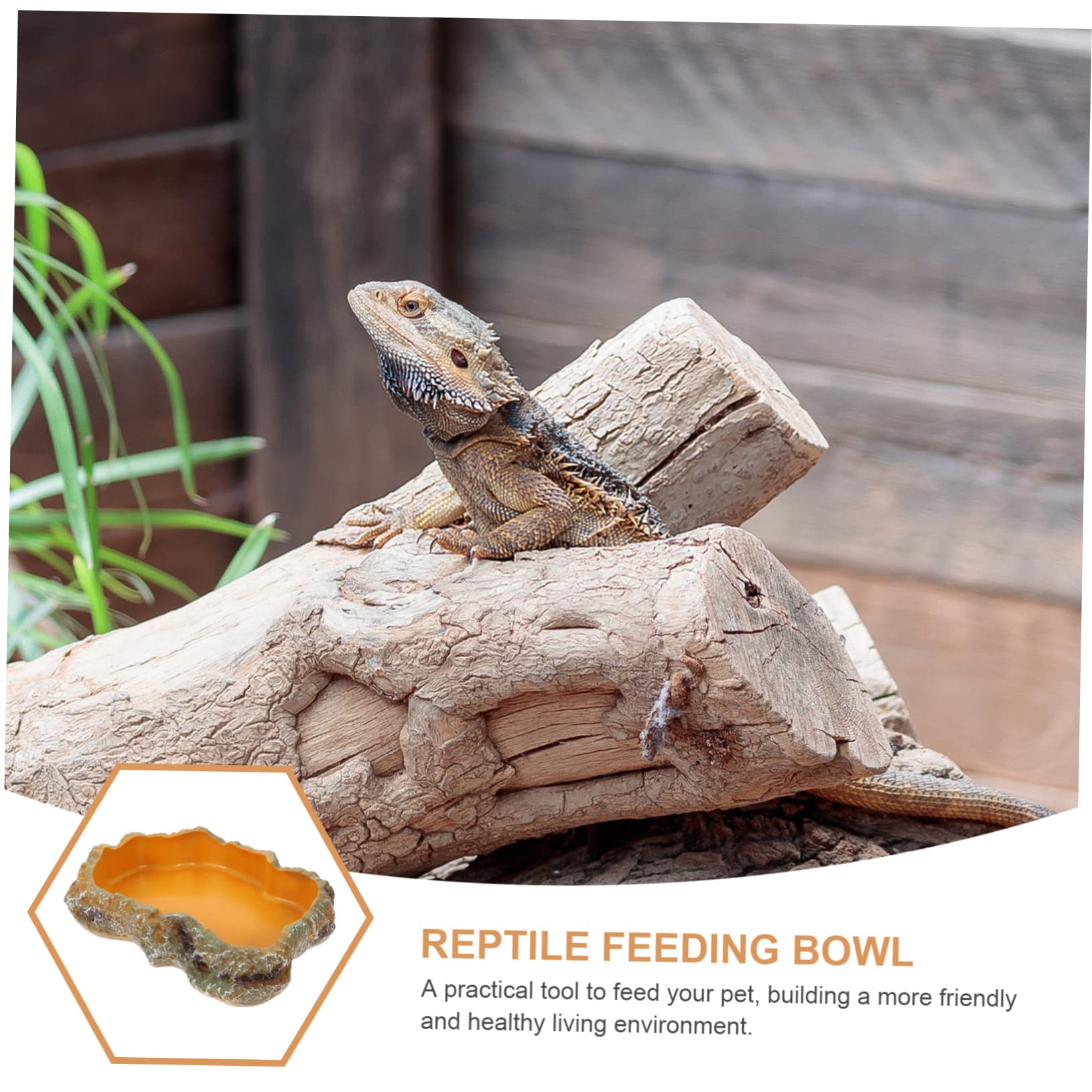 BESPORTBLE 3piezas Tazón De Alimentación para Reptiles Cuenco De Agua para Tortugas Decoración De Terrario Comedero para y para Reptiles y Anfibios