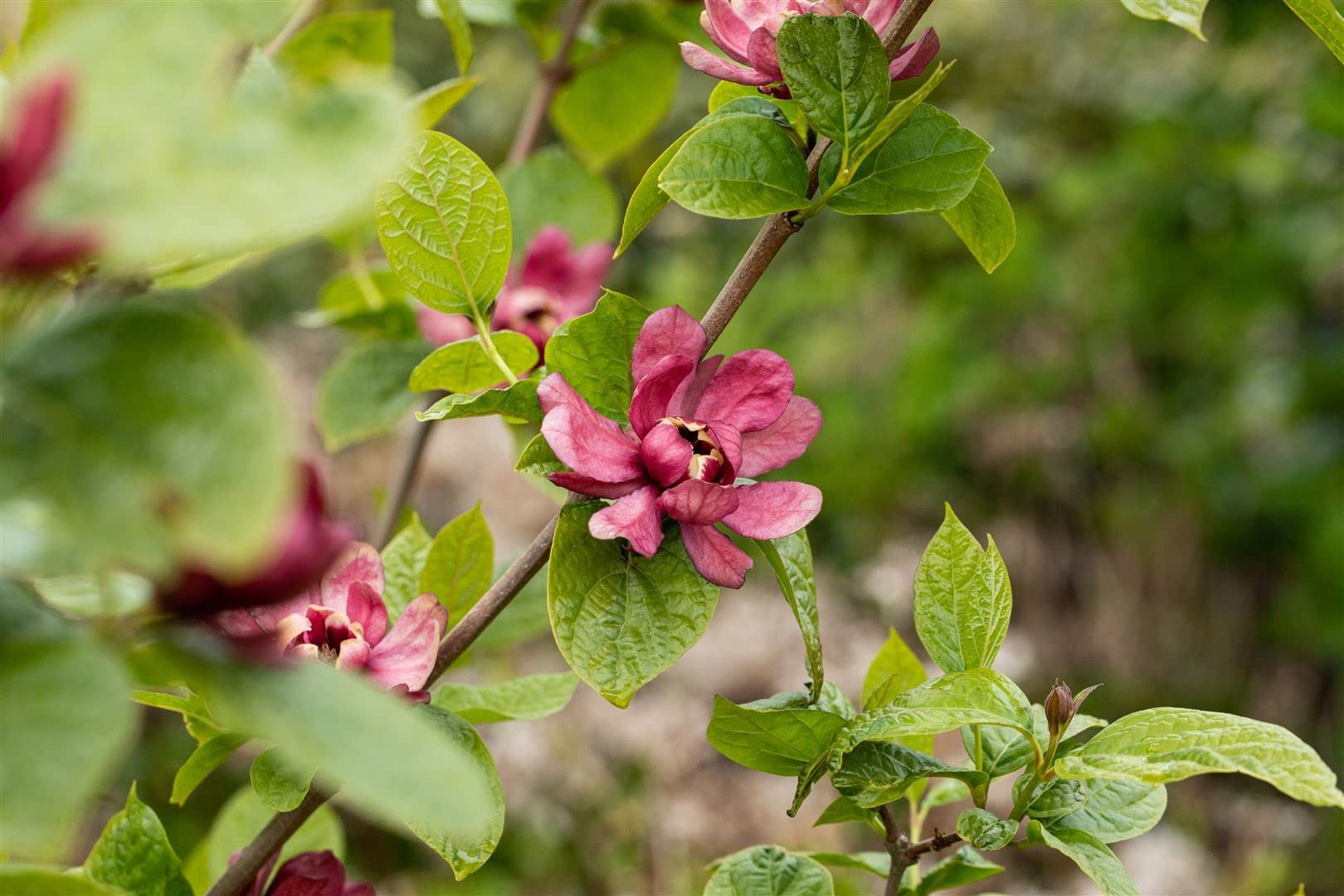 Gewürzstrauch Sinocalycanthus raulstonii Hartlage Wine 80-100 cm winterhart