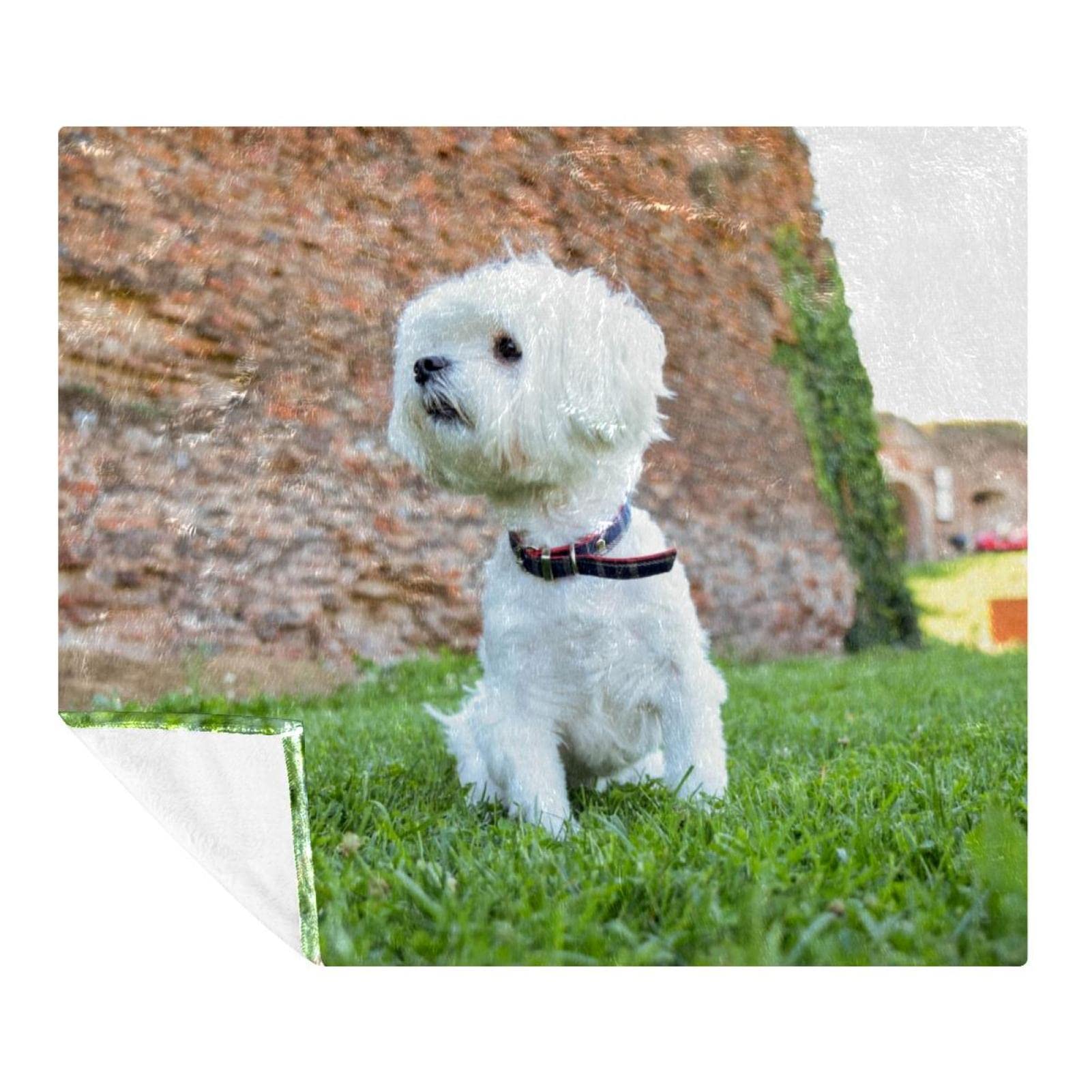 Couvertures chaudes et douces en microfibre premium, motif Bichon Frisé