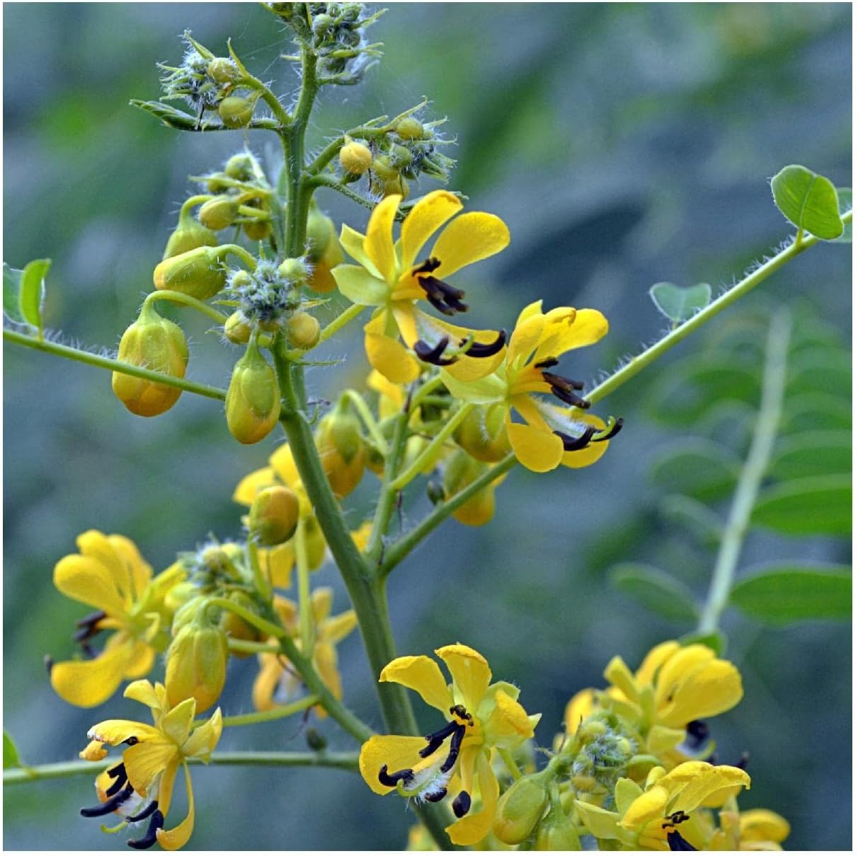 Everwilde Farms - 1 Lb Maryland Senna Native Wildflower Seeds - Gold Vault