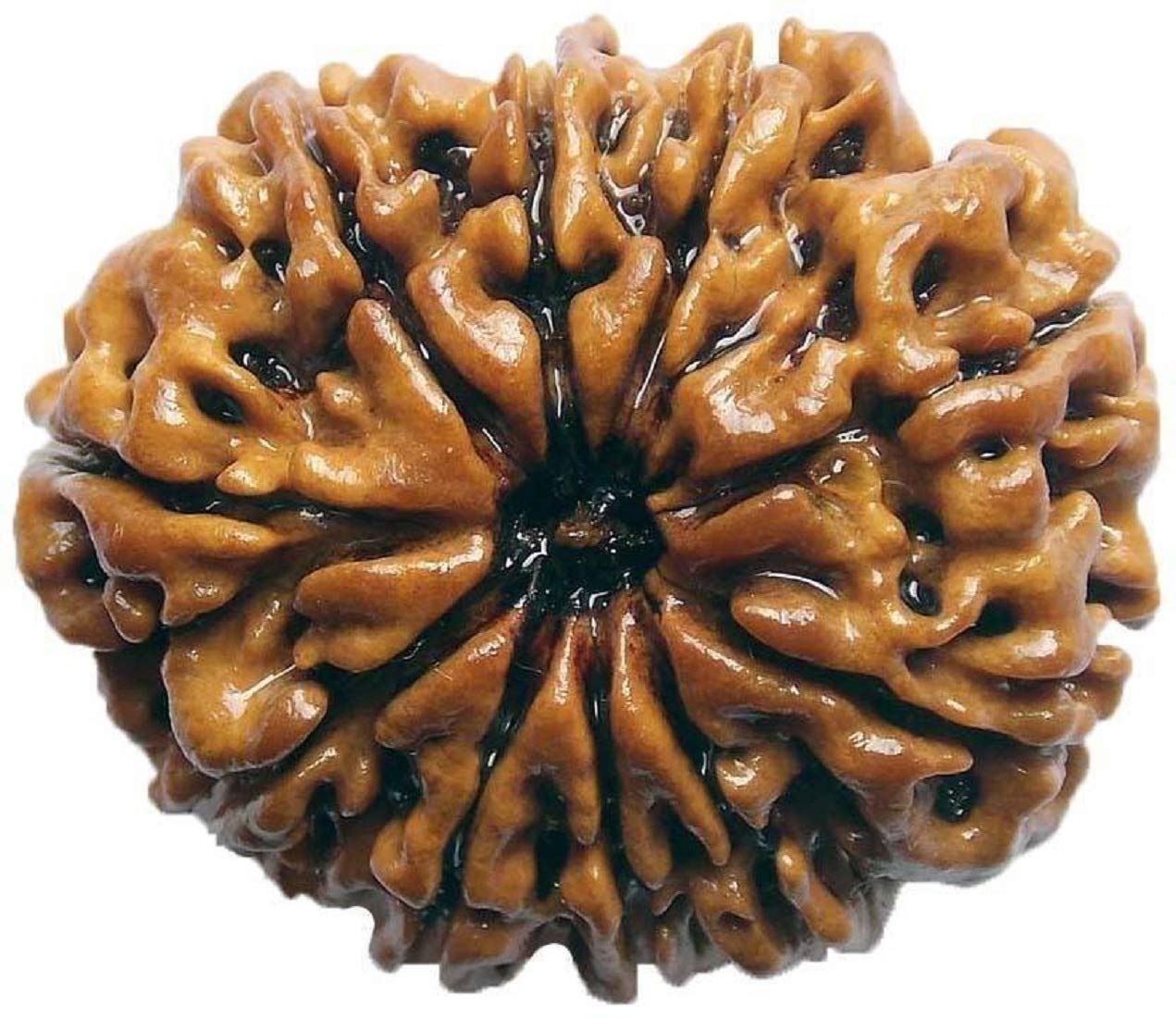 ShivaRatna Lab Certified 10 Mukhi Nepali Rudraksha (20-23mm Size) Good Shape & Matured Bead