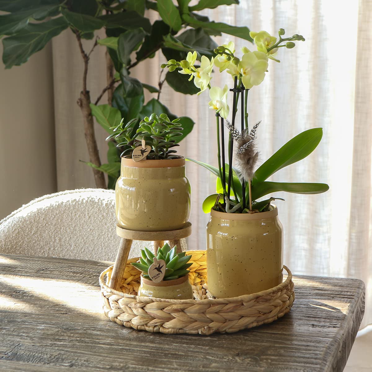 Kolibri Storczyki, rośliny zielone z żółtą orchideą Phalaenopsis w doniczkach ozdobnych w kolorze khaki i tacą hiacyntową