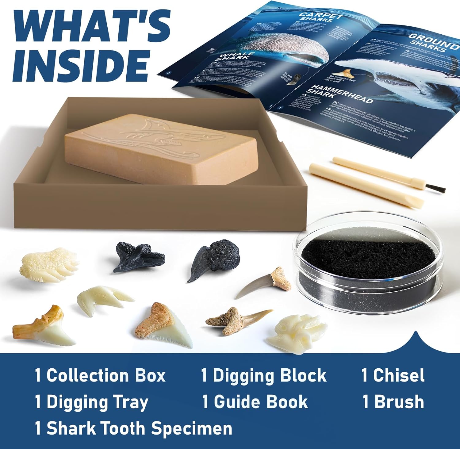 EGGBOX Shark Tooth Dig Kit Excavate 8 Shark Fossils Including Great White, Angel, Bullhead, Longnose, Sand Tiger Shark and so on. Great Science Gift for Marine Biology Enthusiasts of Any Age