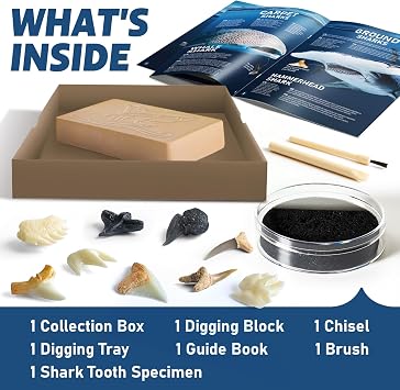 EGGBOX Shark Tooth Dig Kit Excavate 8 Shark Fossils Including Great White, Angel, Bullhead, Longnose, Sand Tiger Shark and so on. Great Science Gift for Marine Biology Enthusiasts of Any Age