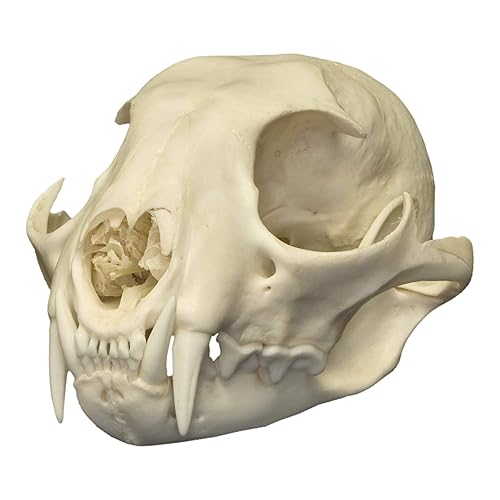 Canadian Lynx Skull (Natural Hueso Calidad Una)