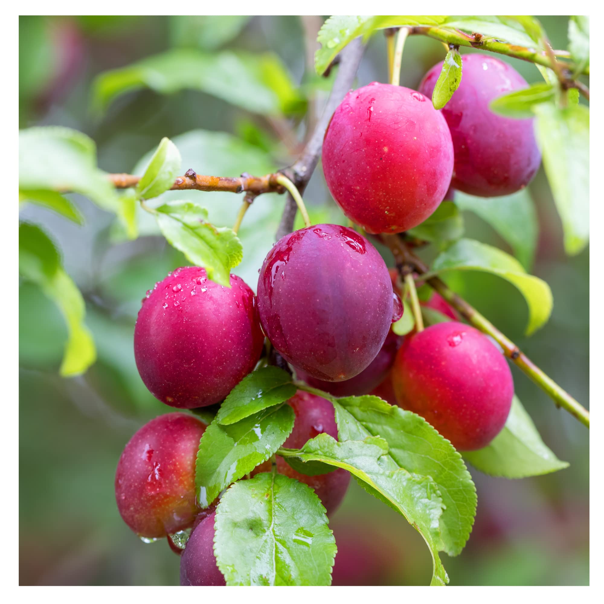 Buy 10 Cherry Plum Trees / Prunus Cerasifera / Myrobalan, 4060cm Tall