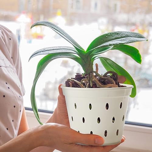 Miniatura 5 de BestAlice Paquete de 5 macetas de orquídeas, macetas de orquídeas de 5.6 pulgadas con agujeros y platillos, macetas de plástico transparente para