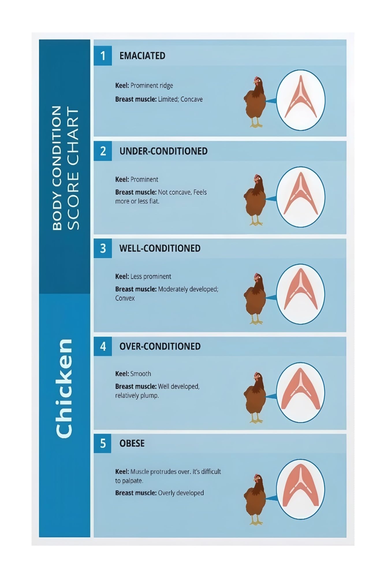 PKNVKZIDK Poultry Health Chart Chicken Body Condition Score BCS Poster for Farmers Homestead Coop Decor Educational Reference Farmhouse Wall-Art Unframed,16x24inch(40x60cm)