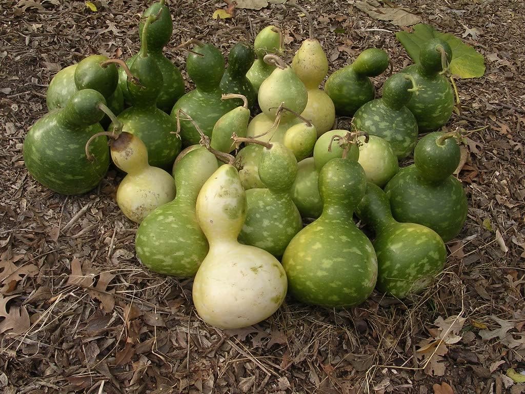 Birdhouse Gourd Seeds for Planting Traditional Large