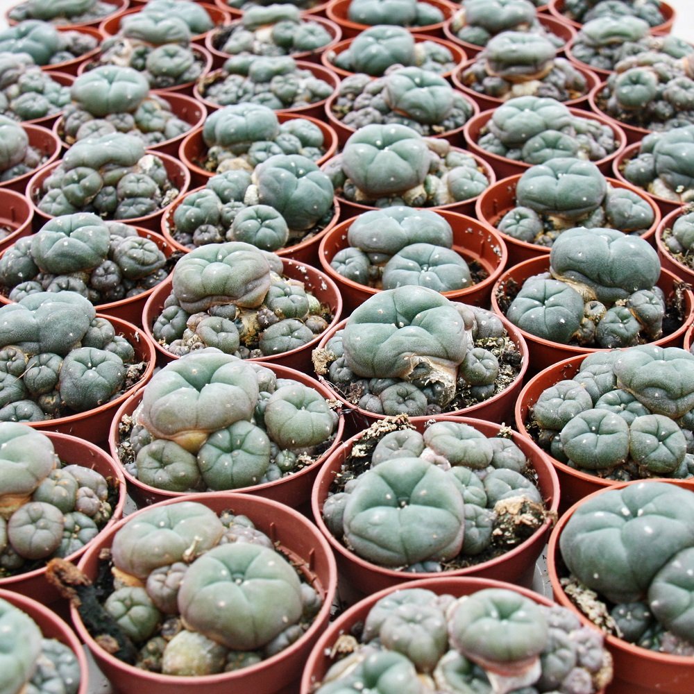 Lophophora williamsii - Peyote - Peyotl Kaktus - blühfähig, 5,5cm Topf - Ariocarpus williamsii