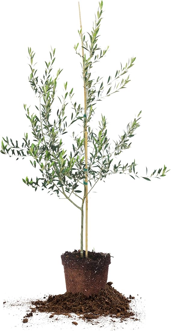 Arbequina Olive Tree Live Plant, Includes Special Blend