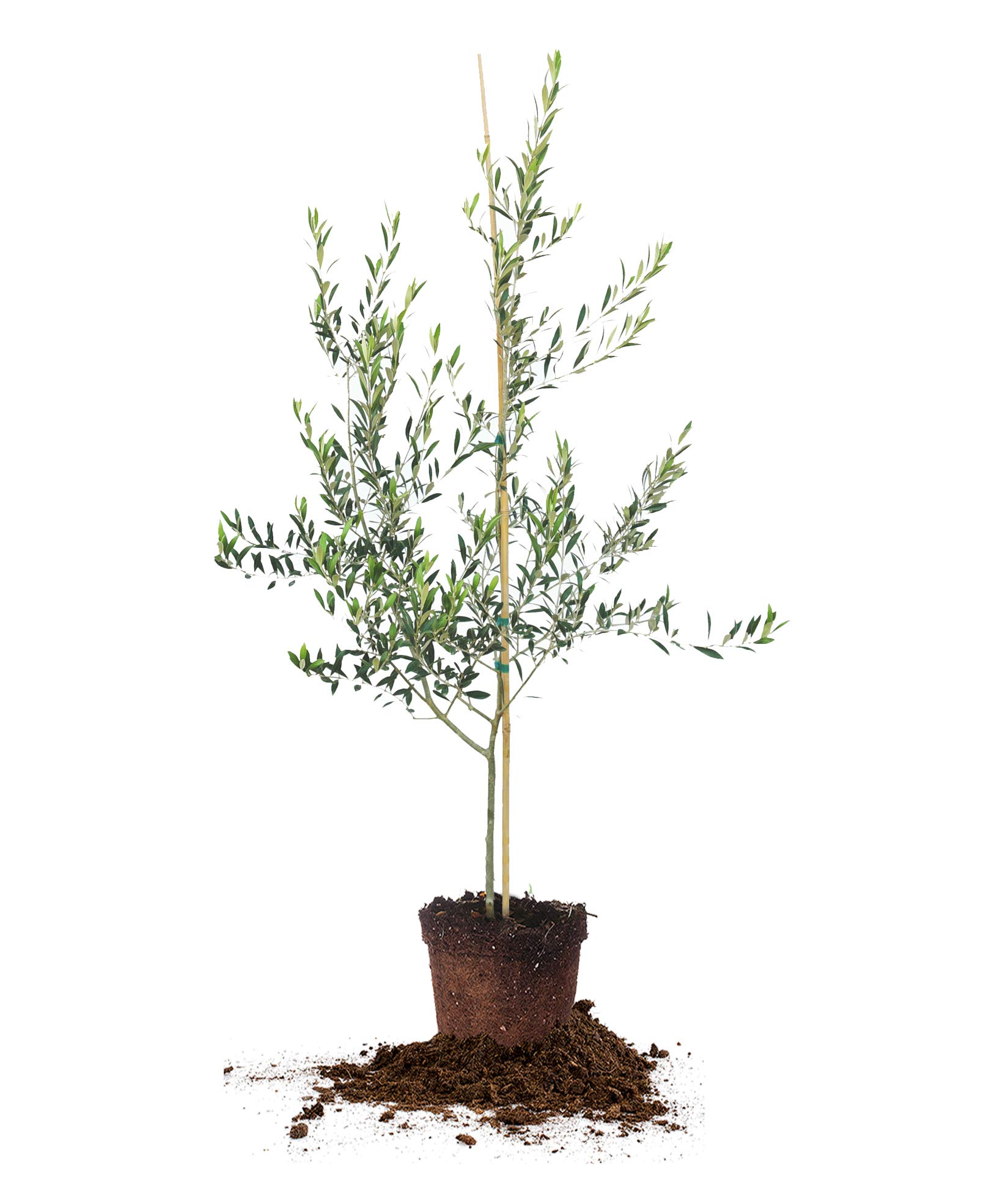 PERFECT PLANTS Arbequina Olive live tree with fertilizer bag