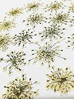 UOKWIWI 36pcs Queen Anne's Lace Real Natural Dried Pressed Flowers for Resin Art, Crafts, DIY & Home Decor