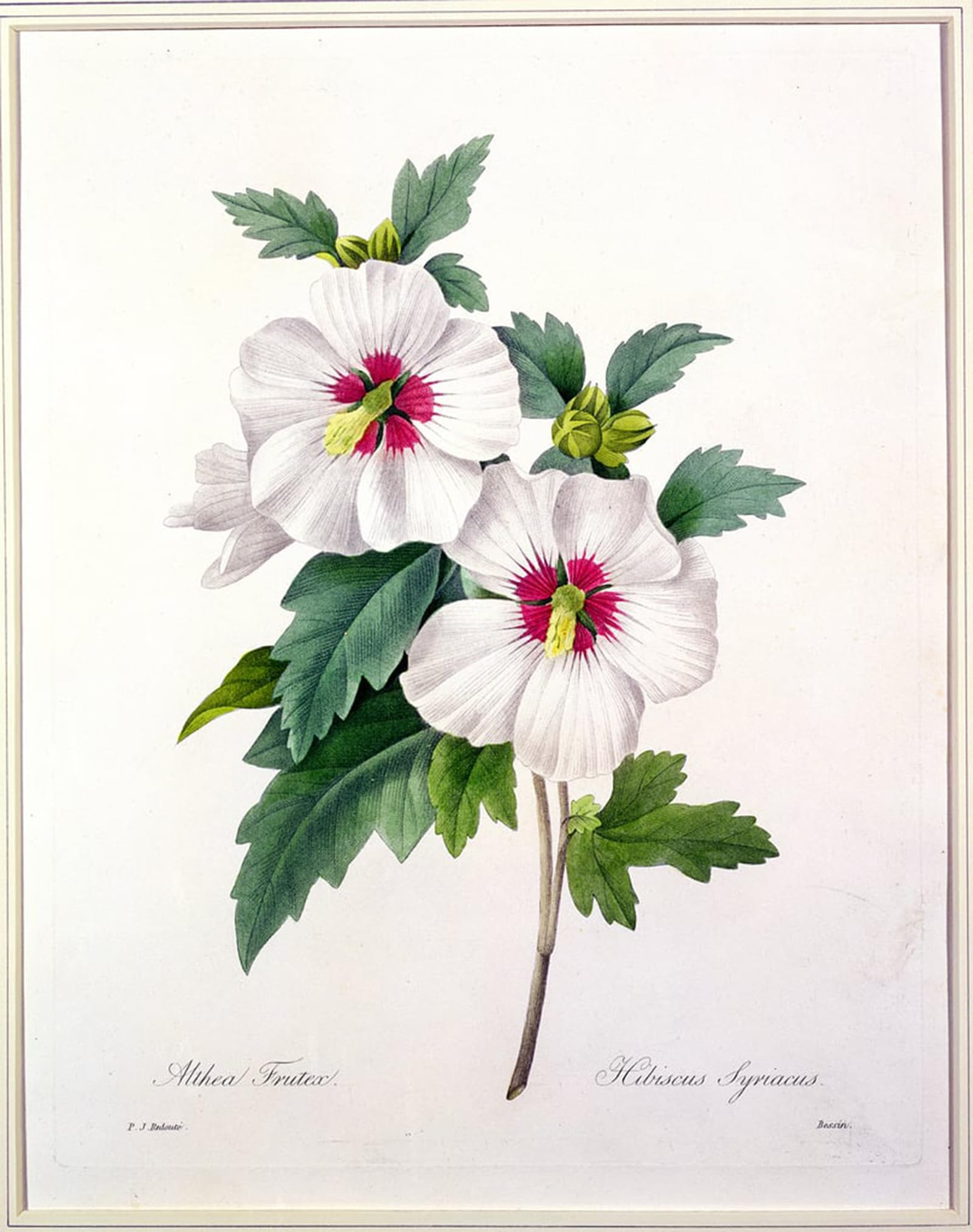 Murales Hibiscus Syriacus de Pierre Redouté decoración floral para salón y dormitorio 60x90 5