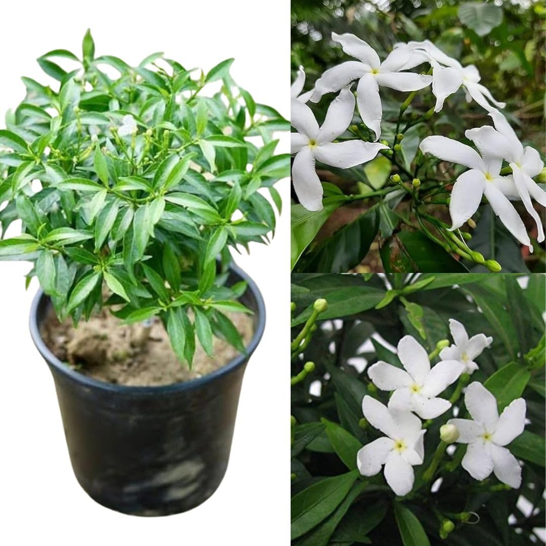 Crape jasmine plant with flower, Pinwheel, Crape jasmine, mini tagar Nandyarvattam flower plant 1 live plant-image-44