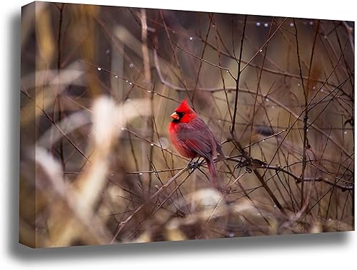 Miniatura 6 de Nature Canvas Wall Art (Ready to Hang) Gallery Wrap of Red Cardinal Resting on Branch Between Raindrops on Winter Day in Oklahoma Bird Photography