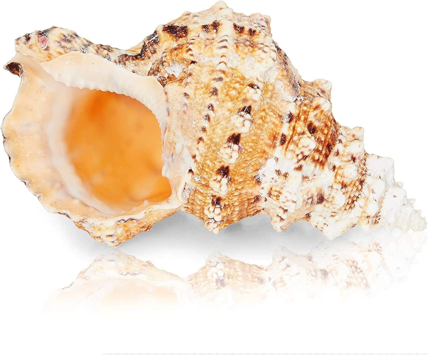Amazon.com: Juvale Large Natural Conch Sea Shell (5 to 7 in.) : Home ...