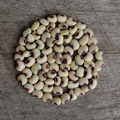 Miniatura 1 de Pink Eyed Purple Hull Cowpea - 50 semillas - Variedad de guisantes de campo sureño de reliquia, cultivadas en Estados Unidos, semillas de guisante