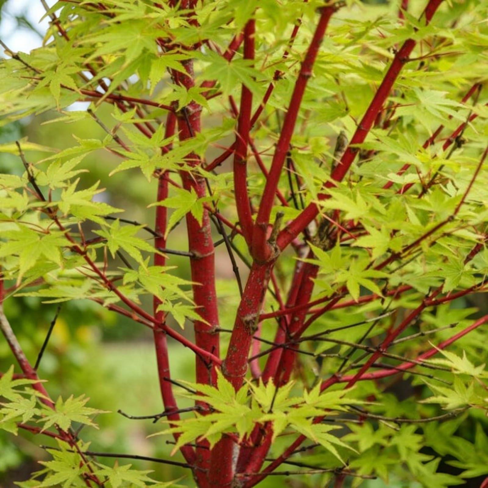Carbeth Plants Acer Coral Bark in 10cm Pot - Palmatum Sangokaku Japanese Maple Tree - Hardy Ornamental Plant with Coral Red Winter Stems