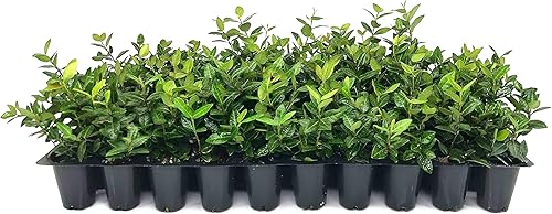 Jazmín asiático Minima - 50 plantas vivas - Trachelospermum Asiaticum - Tolerante a la sequía resistente al frío cubierta de suelo de hoja perenne disponible en Yaxa Colombia
