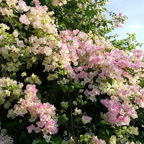 Miniatura 5 de Juego de 2 plantas vivas de buganvillas de 5 a 7 pulgadas de alto, plantas trepadoras de buganvillas vivas, árbol ornamental con flores para plantar