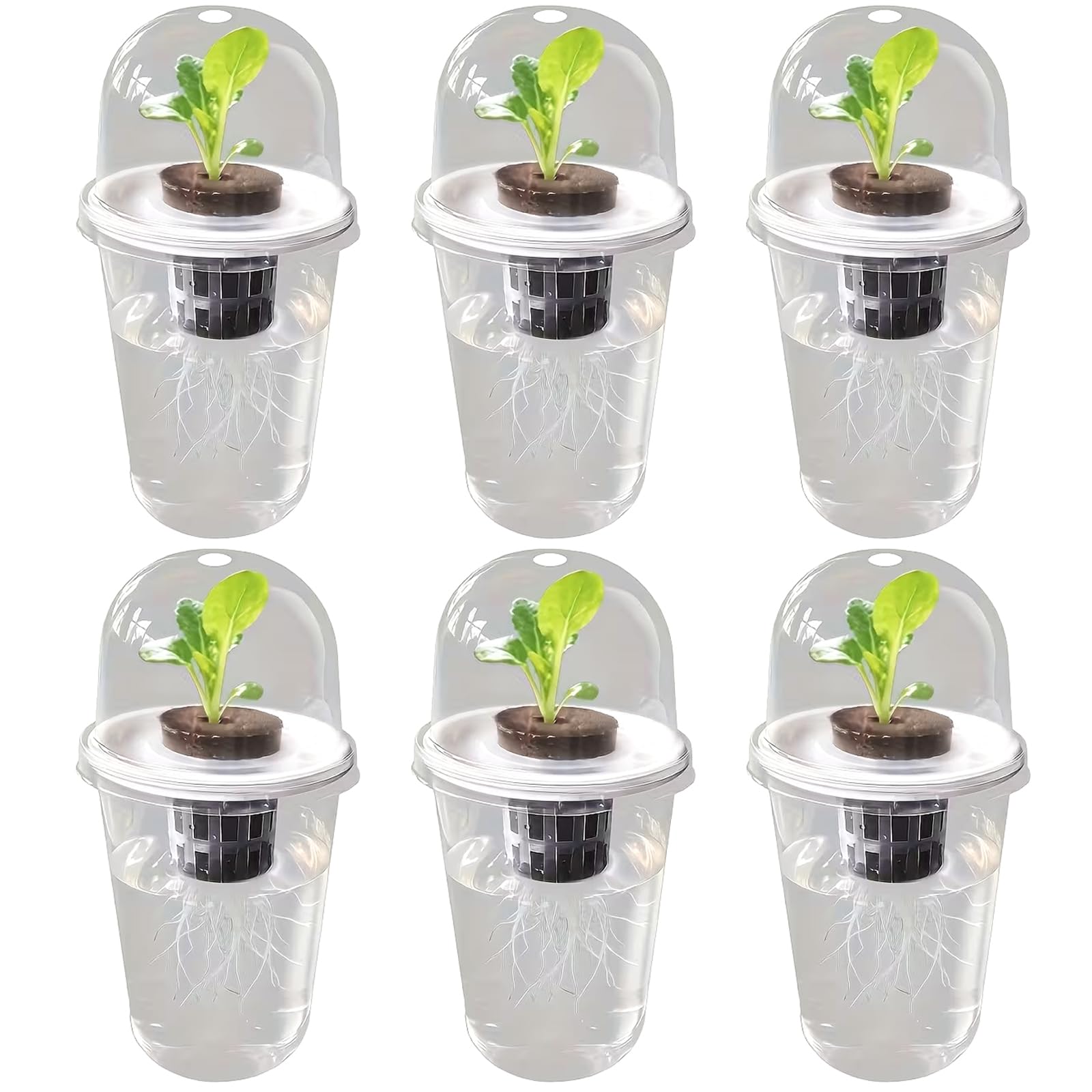 Pots hydroponiques tasses de propagation transparentes démarrage des graines