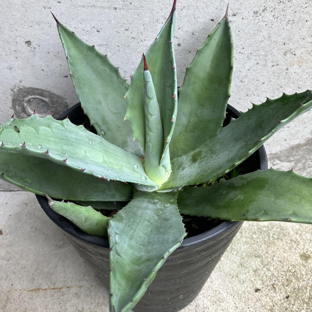 アガベ フランゾシニー鉢ごと