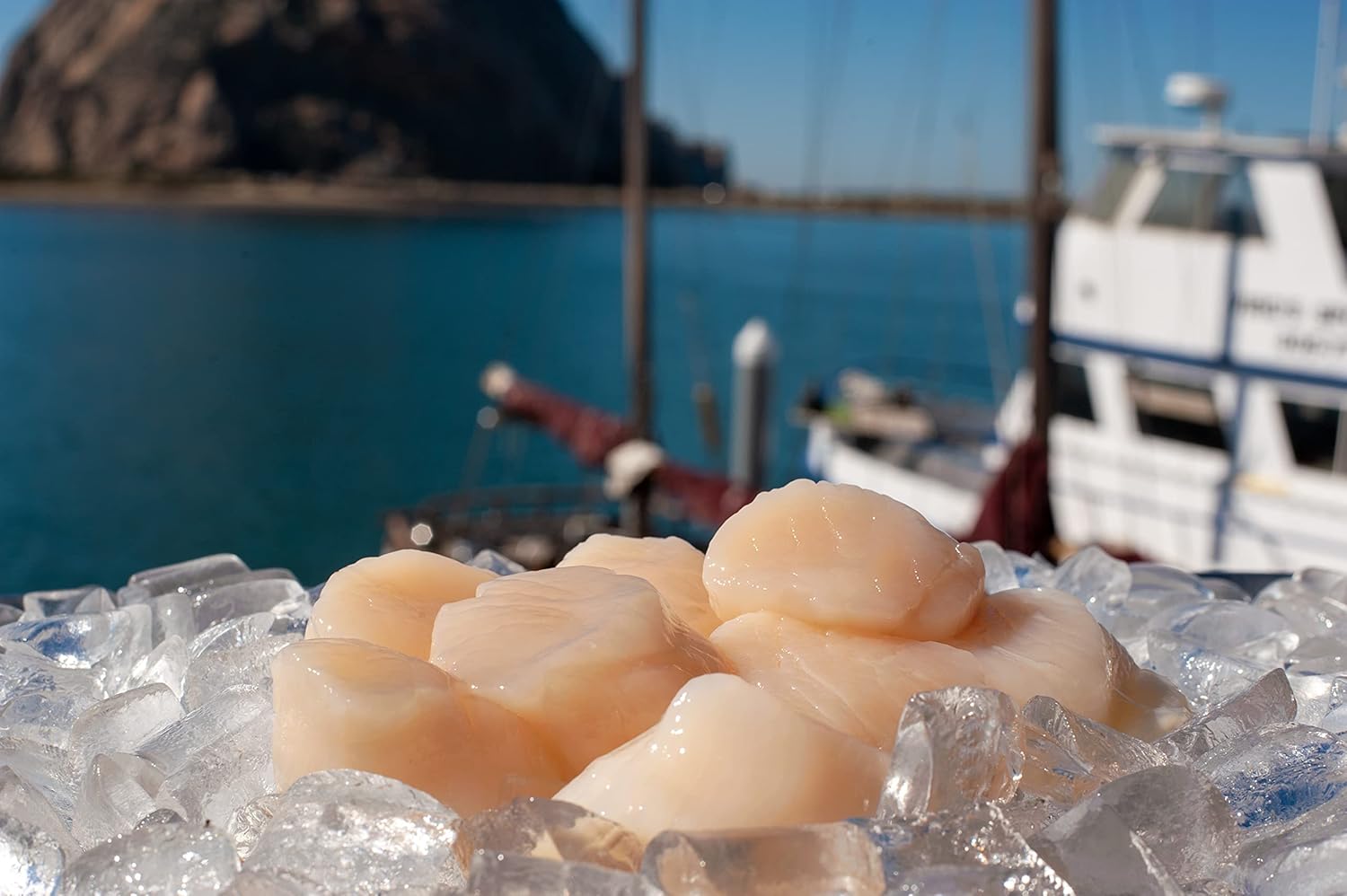 JUMBO "Diver" Scallops (2 POUNDS)